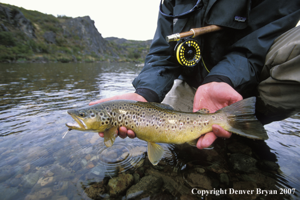 Brown Trout.