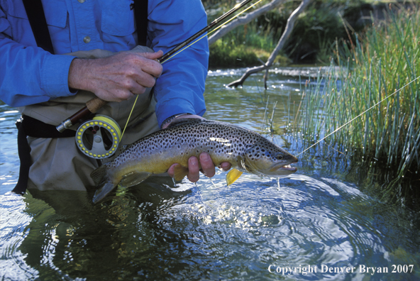 Brown Trout.