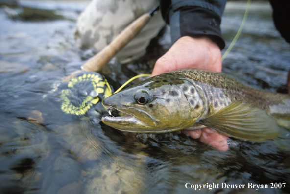 Brown Trout.