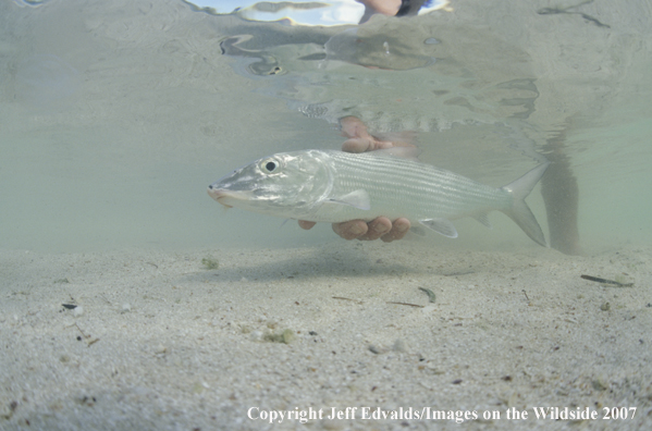 Bonefish underwater