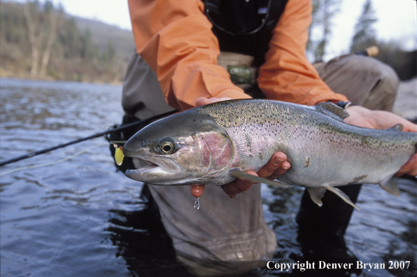 Flyfisherman releasing steelhead.