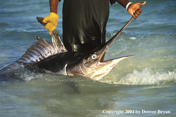 Fisherman holding marlin