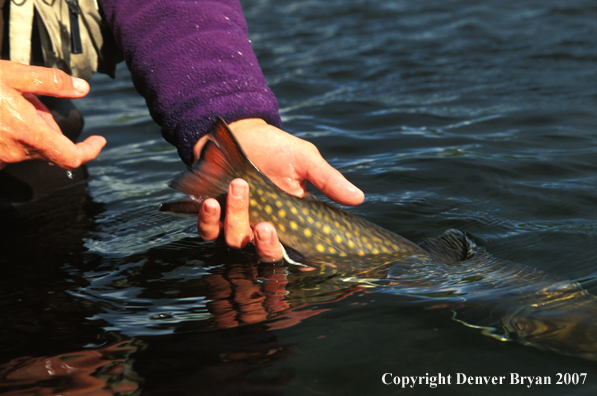 Releasing brook trout.