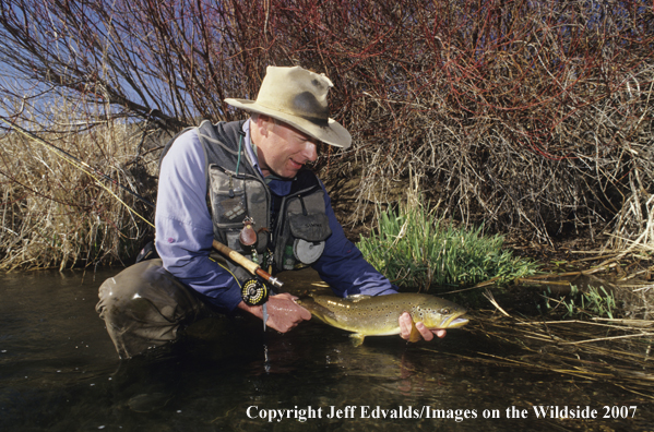 Brown Trout