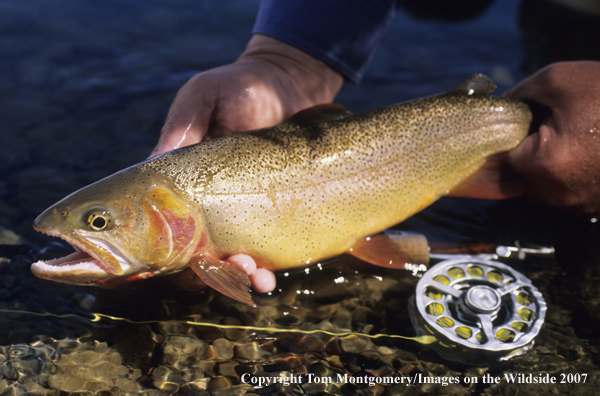 Cutthroat Trout