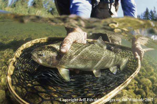 Rainbow Trout