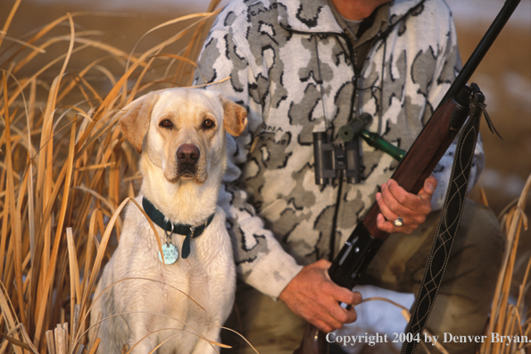 Yellow Labrador Retriever with hunter