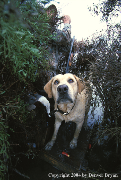 Yellow Labrador Retriever on stand