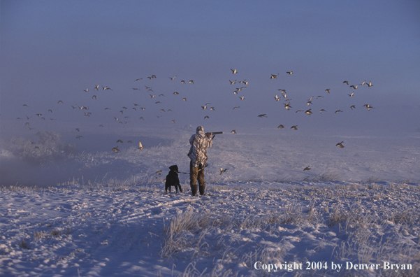 Waterfowl hunter shooting at ducks with black Lab. 