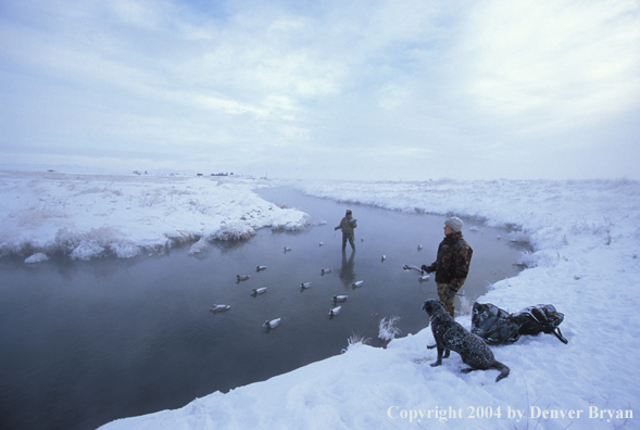 Waterfowl hunters with black Lab setting decoys.