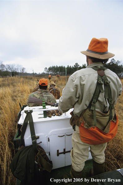 Upland bird hunters in mule drawn carriage hunting for Bobwhite quail.