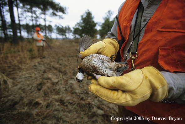 Close up of upland game bird hunter holding bagged bobwhite quail.