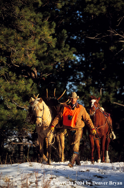 Successful big game hunter leading horses.