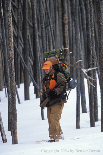 Big game hunter packing elk rack out on snowshoes.