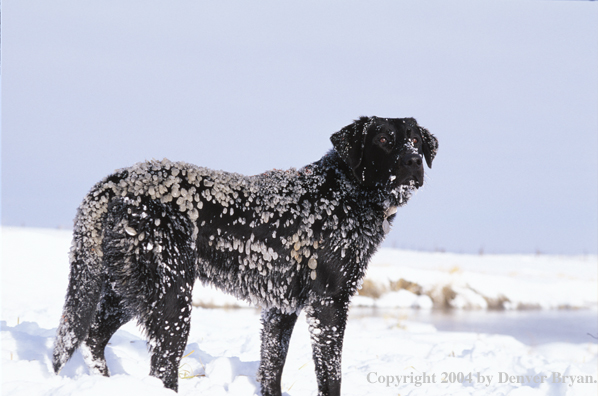 Black Labrador Retriever covered in ice.