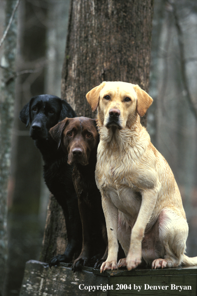 Black, chocolate, and yellow Labrador Retrievers on stand