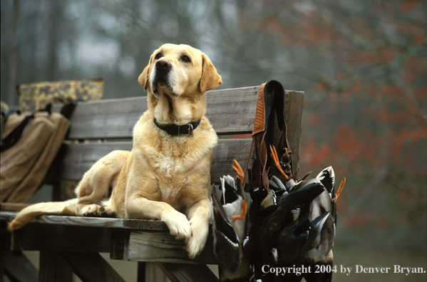 Yellow Labrador Retriever with bagged ducks.