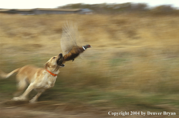 Yellow Labrador Retriever chasing pheasant