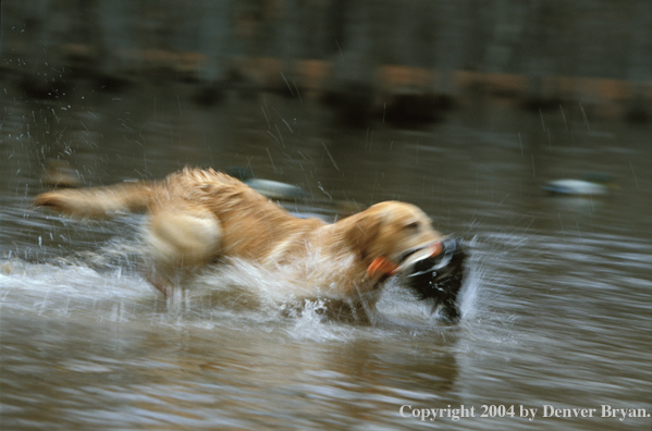 Yellow Labrador Retriever with mallard