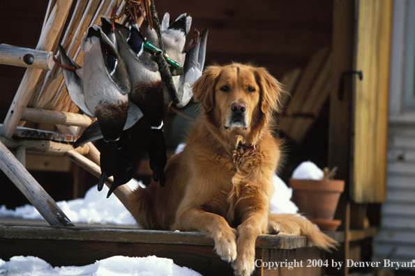 Golden Retriever with bagged ducks.  