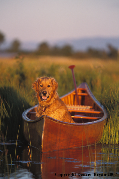 Golden Retriever in canoe.