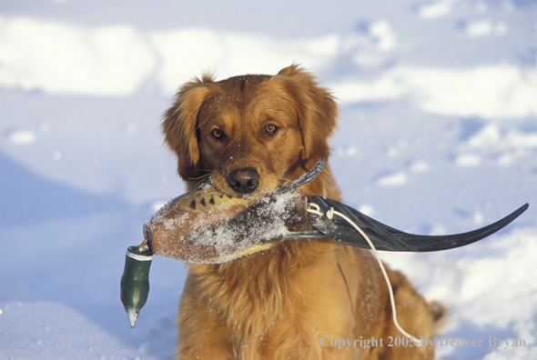 Golden Retriever with pheasant retrieving dummy