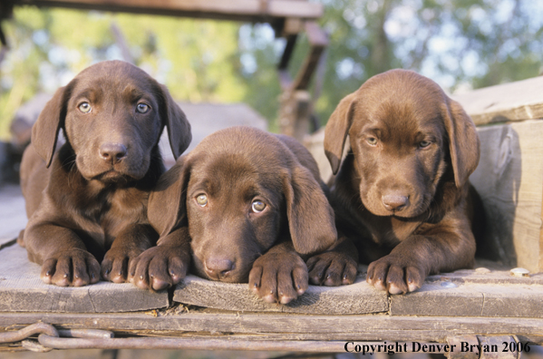 Chocolate labrador puppies lounging.