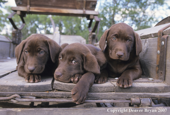 Chocolate Labrador Retriever puppies