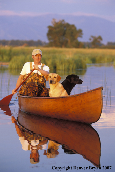 Black and yellow Labrador Retrievers in canoe with owner