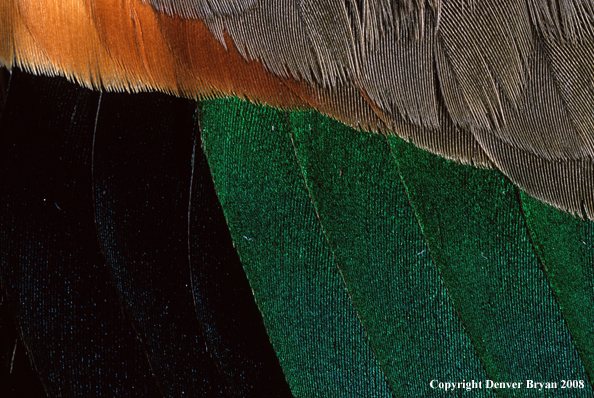 Green-winged teal feathers