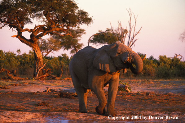 African elephant at sunrise/sunset.