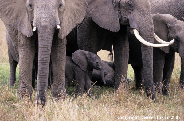 African Elephants