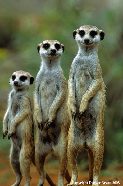 Meerkat family on look-out