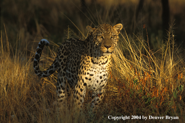 Leopard in habitat. Africa