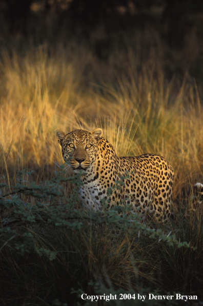 Leopard in habitat. Africa