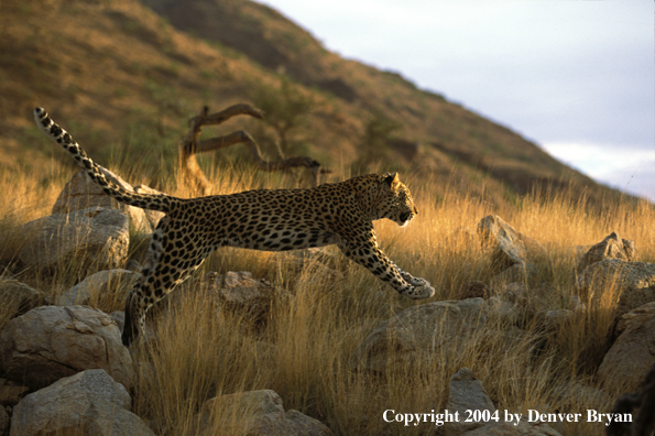 Leopard in habitat. Africa