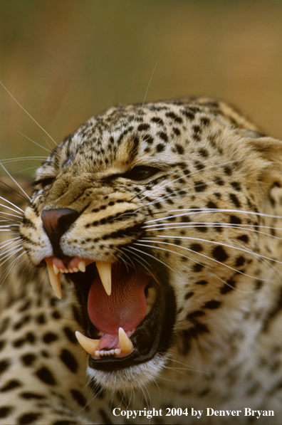 Leopard in habitat. Africa