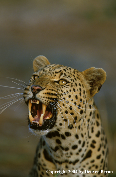 Leopard in habitat. Africa