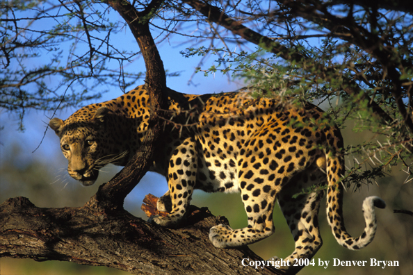 Leopard in tree. Africa