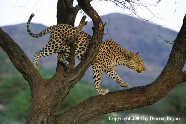 Leopard in tree. Africa