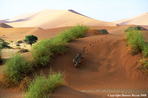 Leopard walking across desert