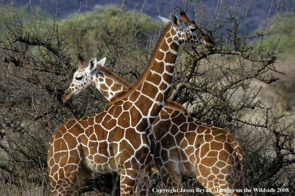 Reticulated Giraffe in habitat