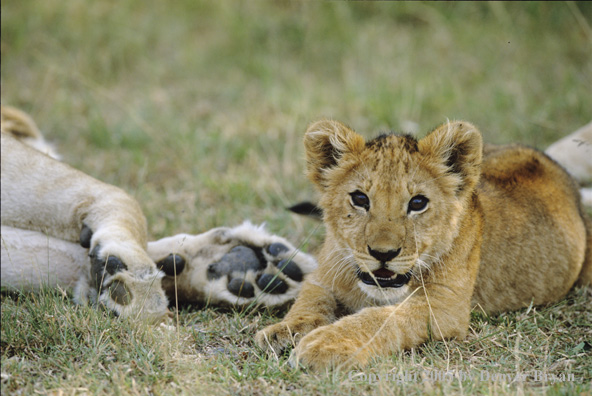 African lion cub relaxing.