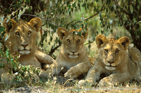 Lion cubs laying in habitat. Africa.