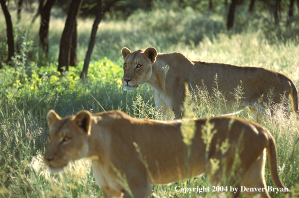 Female African lions in habitat.  Africa