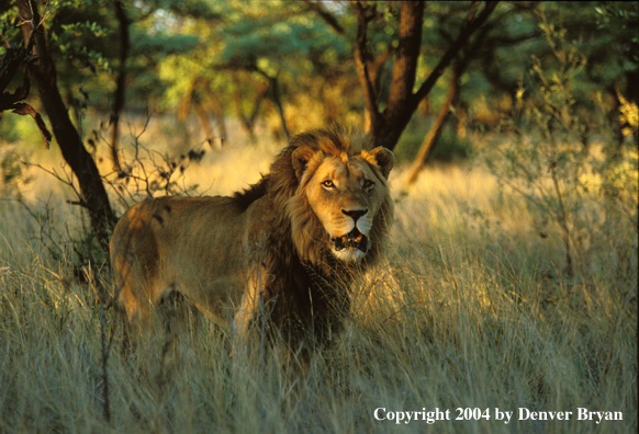 Male African lion in habitat. Africa