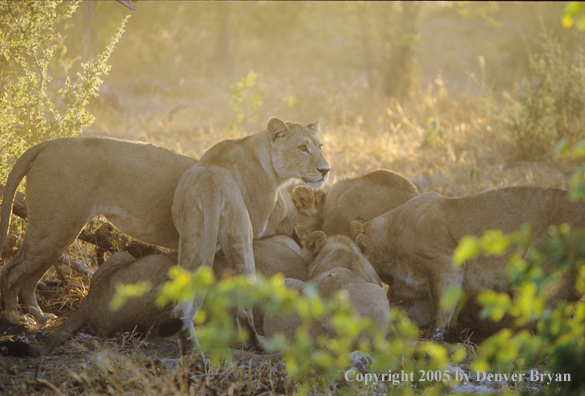 Pride of African lions feeding.