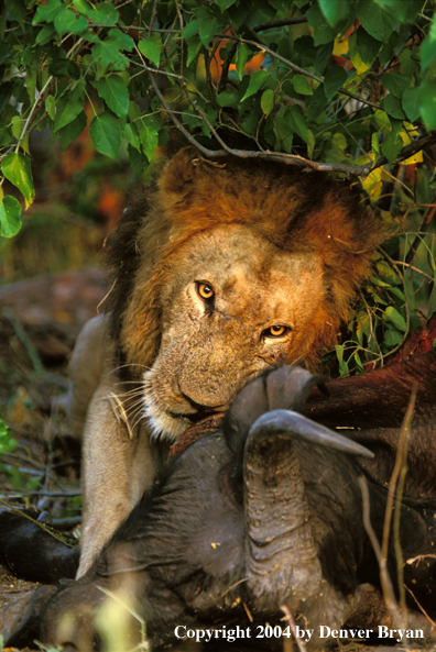 Male African lion with kill.