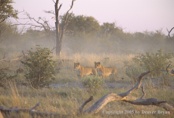 African lionesses hunting.