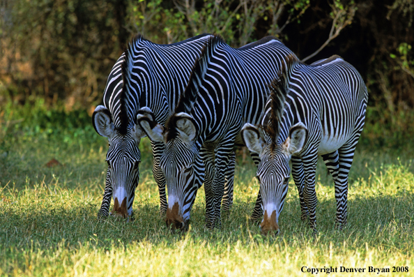 Grevy's Zebra grazing